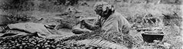 Preparing Camas Root